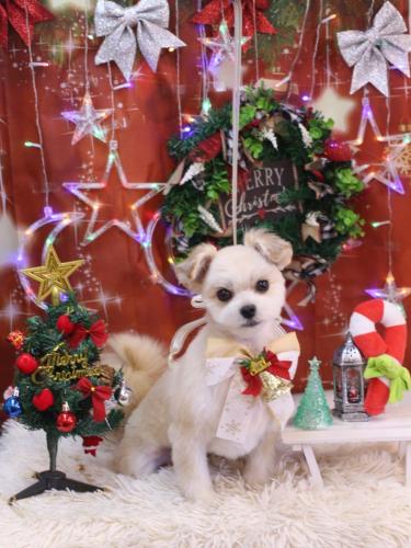 20231223だんごくん